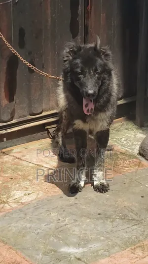 1+ year Female Purebred Caucasian Shepherd