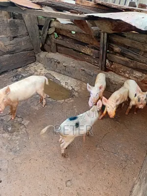 Pig Farming