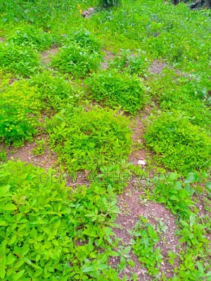 4,547sqm Hotel Plot at Apo-Wumba