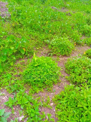 1,574sqm Residential Land at Wuse 2