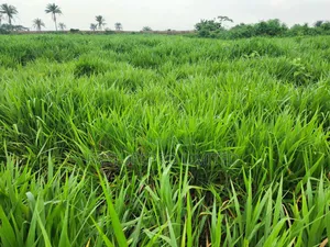 Brachiaria Seeds
