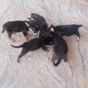 0-1 month Male Purebred German Shepherd