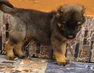 1-3 months Male Purebred Caucasian Shepherd