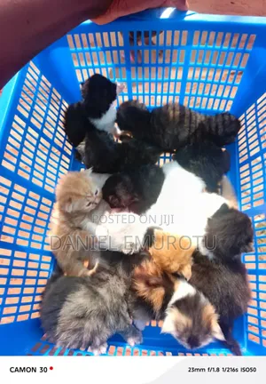 1-3 months Female Purebred Persian