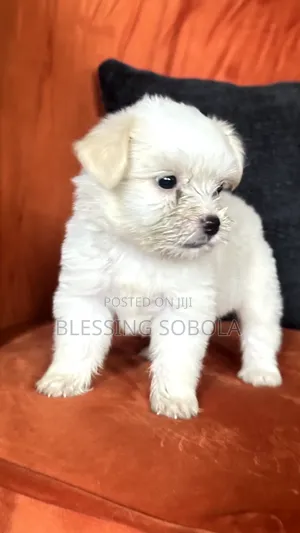 1-3 months Female Purebred Lhasa Apso
