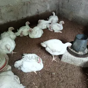 Eight Weeks Broilers for Sale