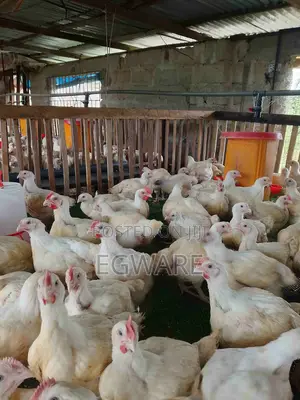 Mature Broiler Chicken