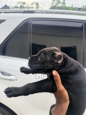 1-3 months Male Purebred Cane Corso