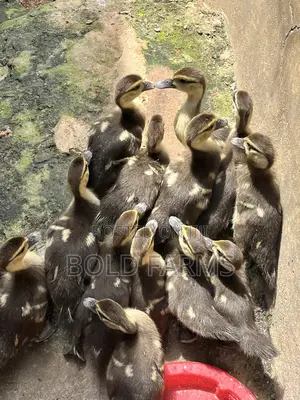 Muscovy Ducks