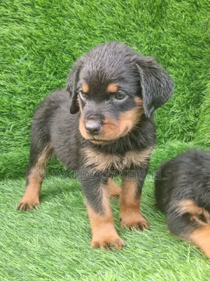 1-3 months Male Purebred Rottweiler