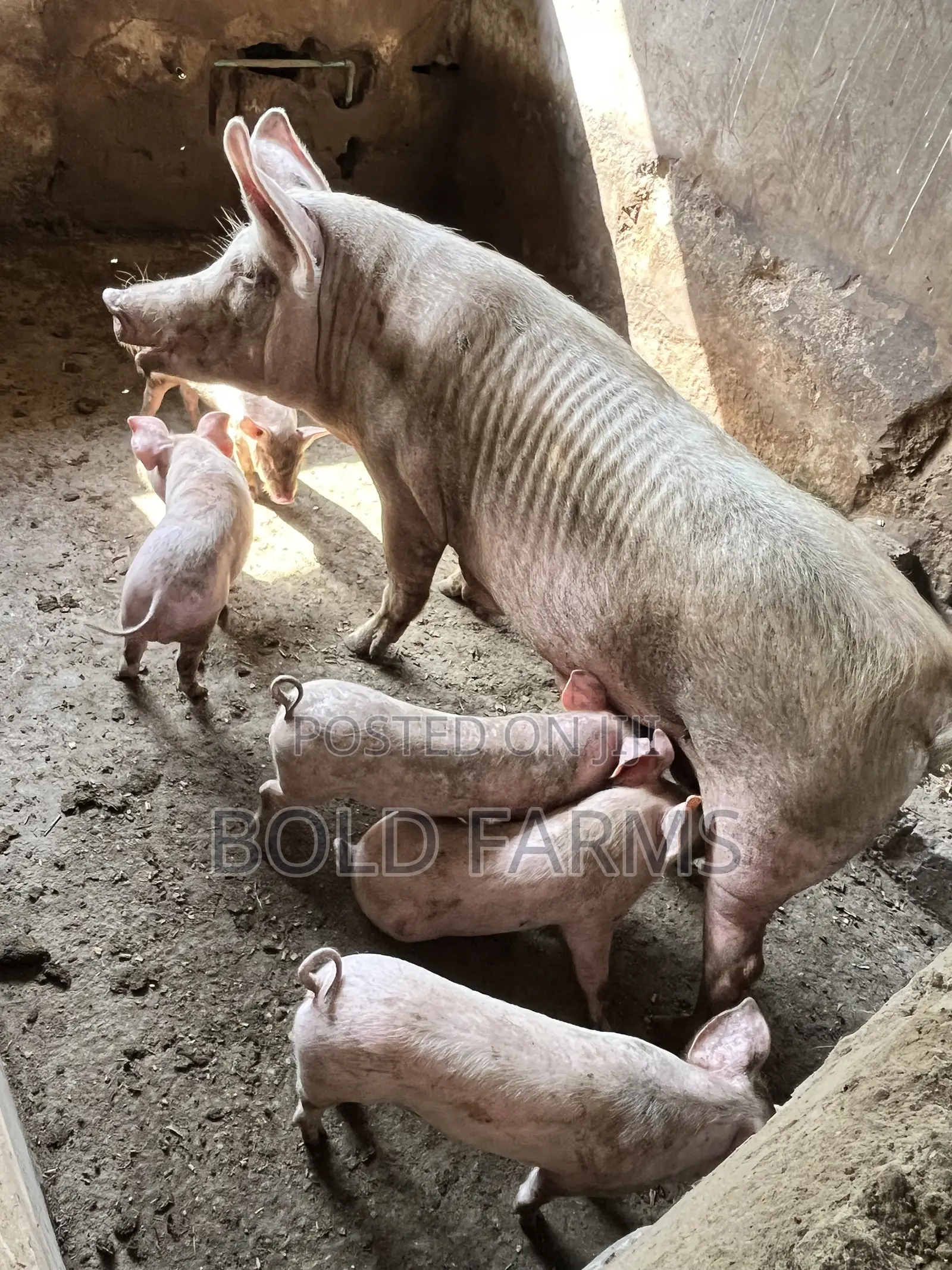 Large White Pigs