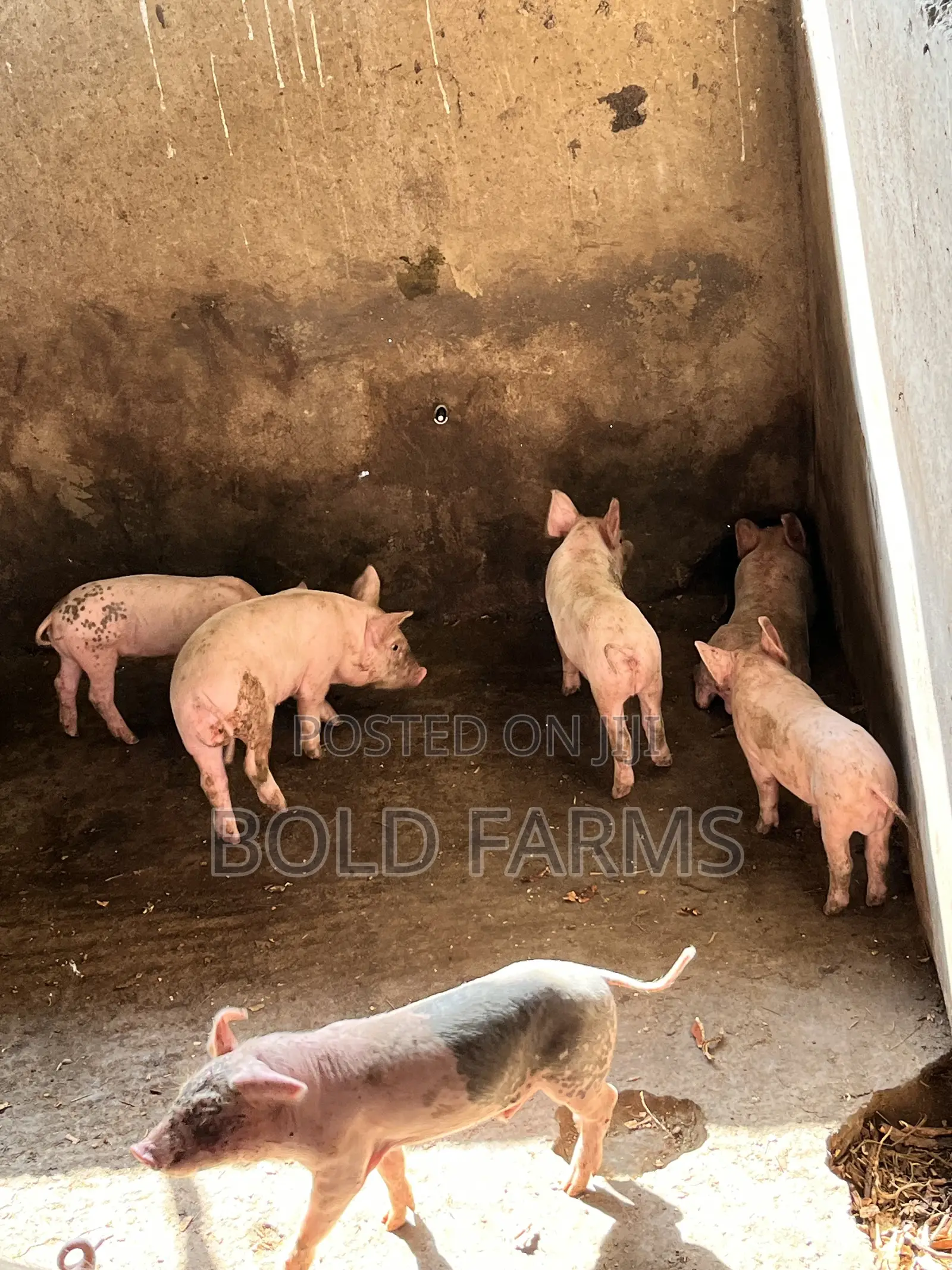 Large White Pigs