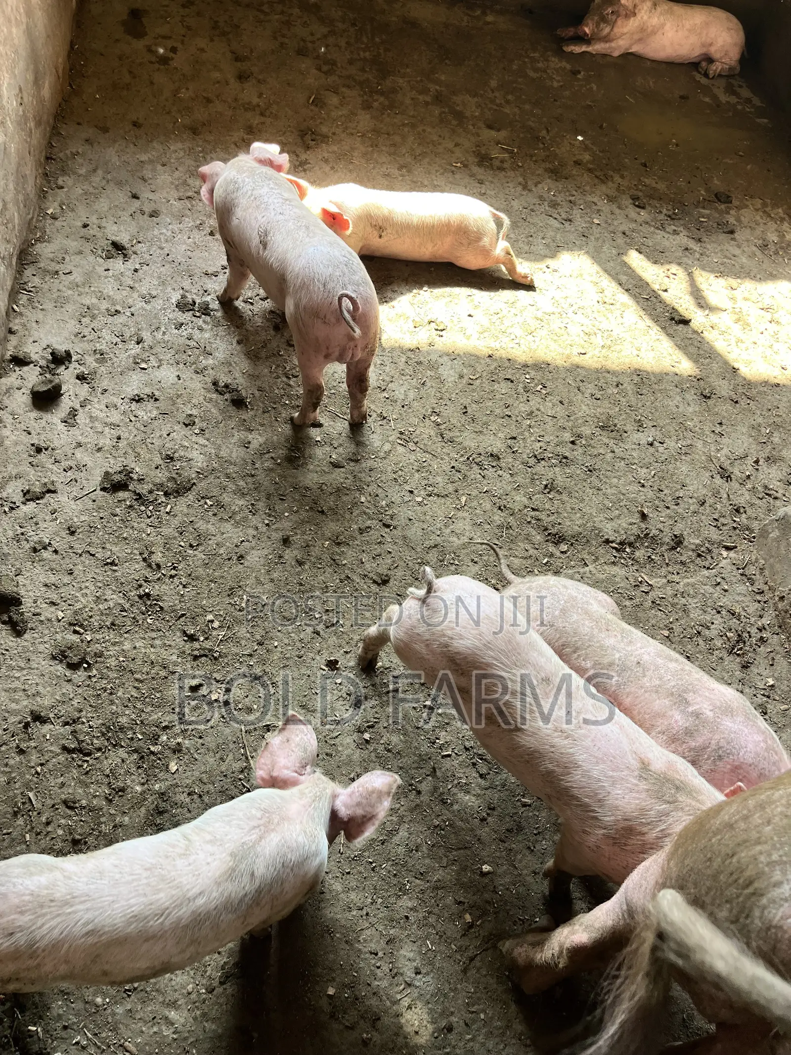 Large White Pigs