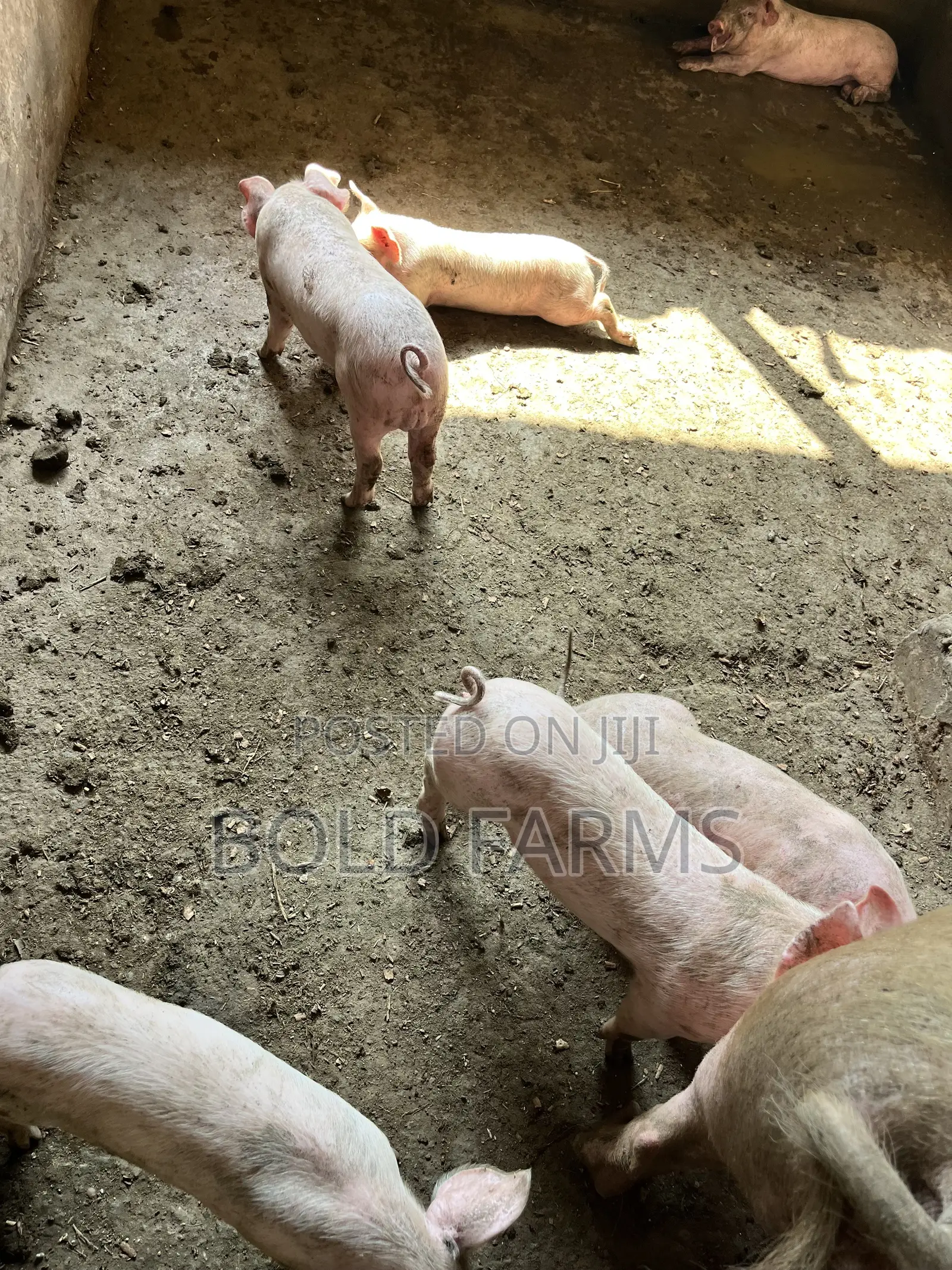 Large White Pigs