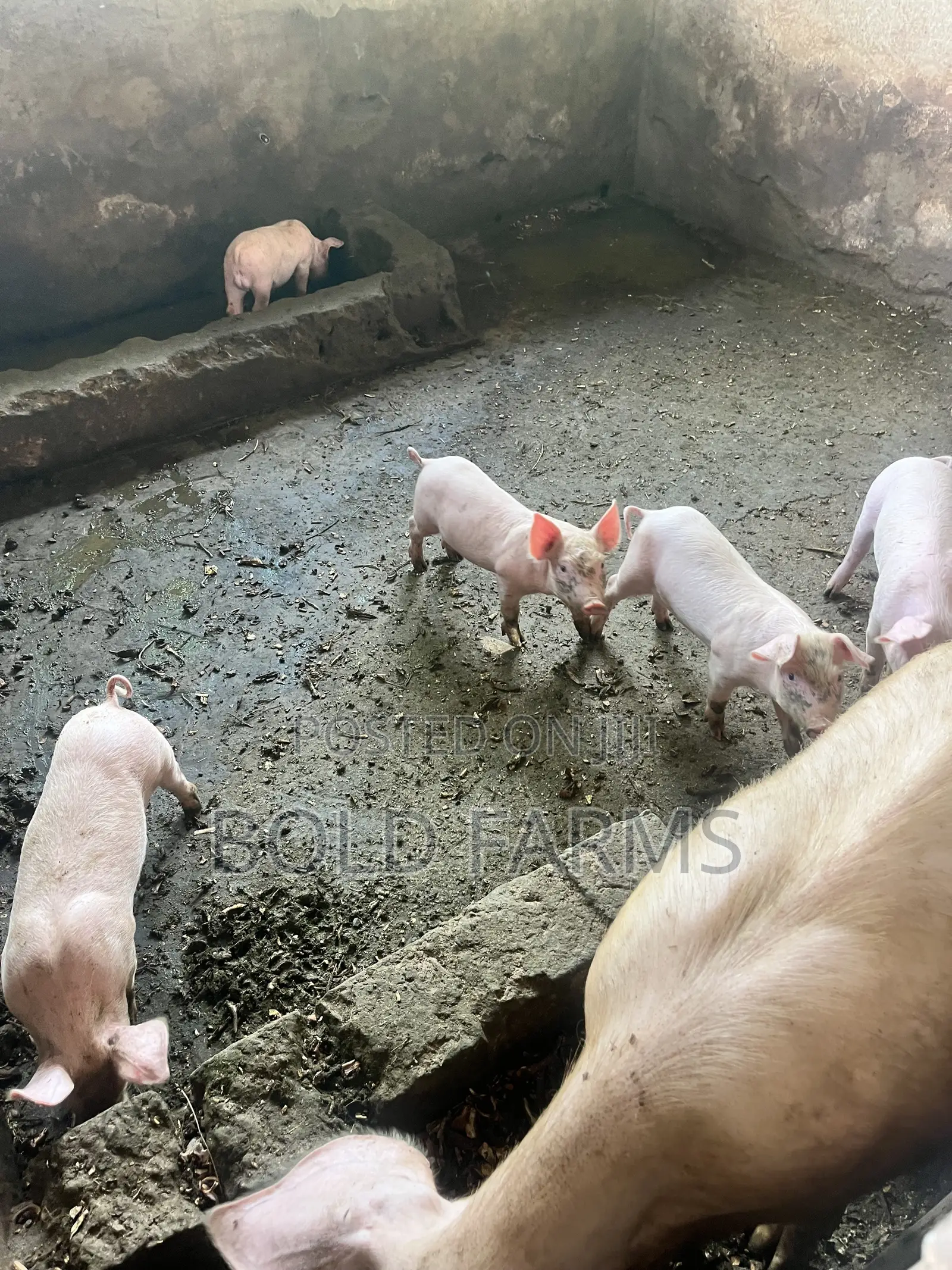 Large White Pigs