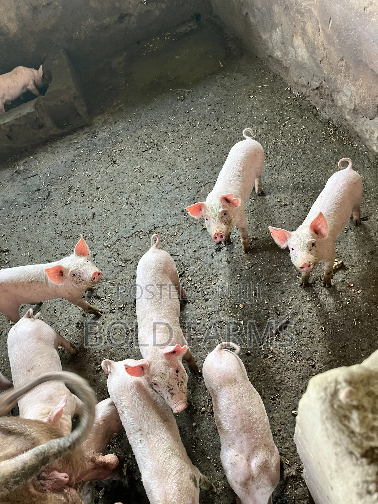 Large White Pigs