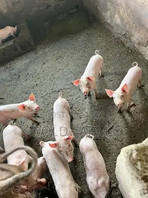 Large White Pigs