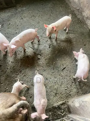 Large White Pigs