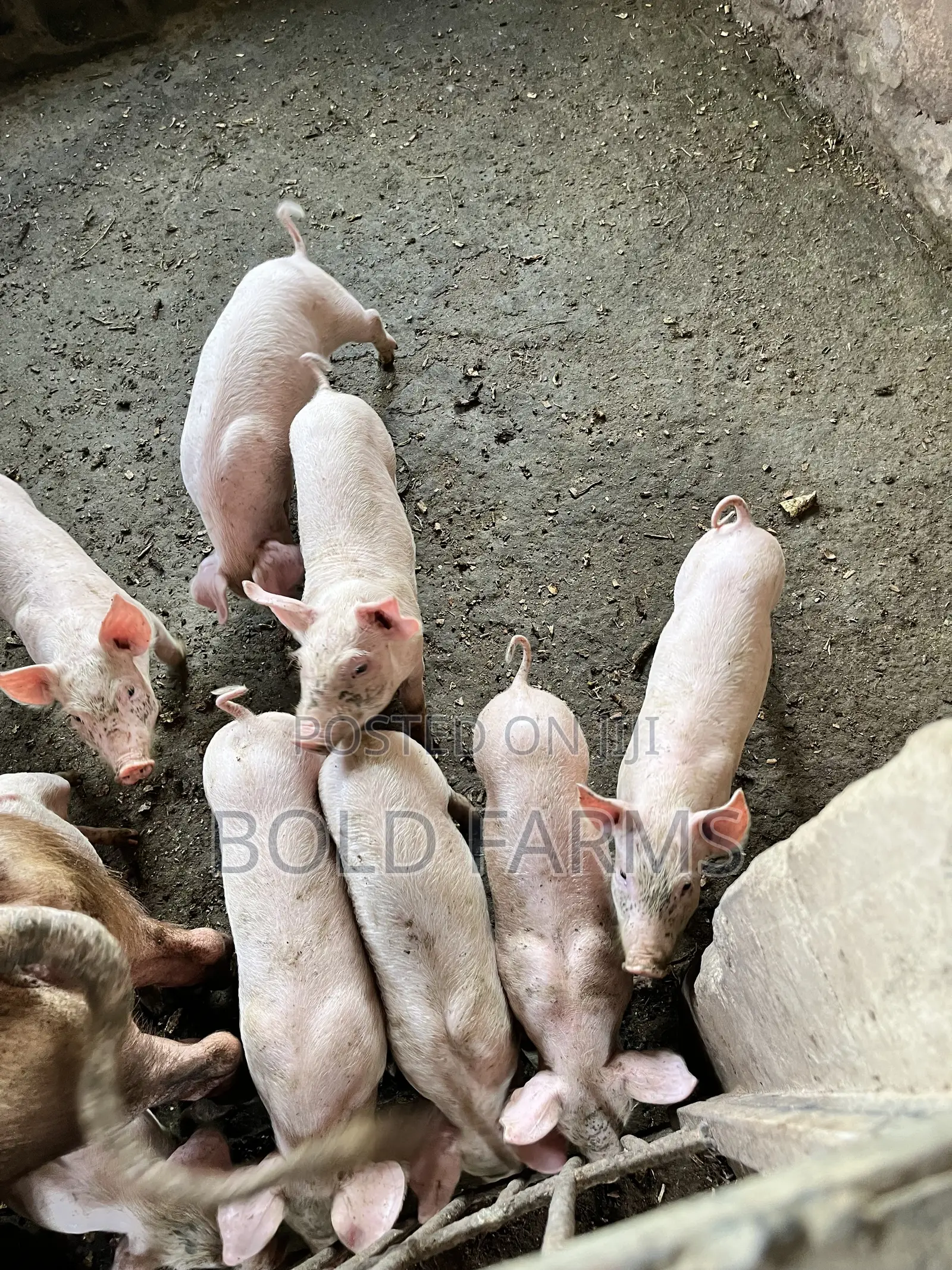 Large White Pigs