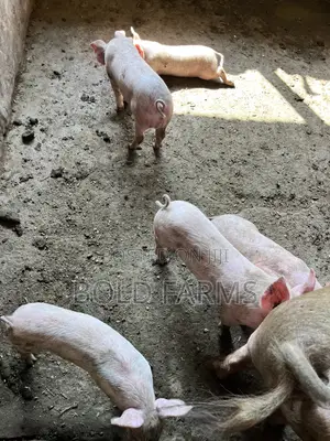 Large White Pigs