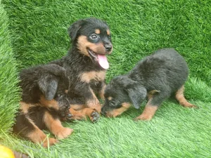 1-3 months Female Purebred Rottweiler