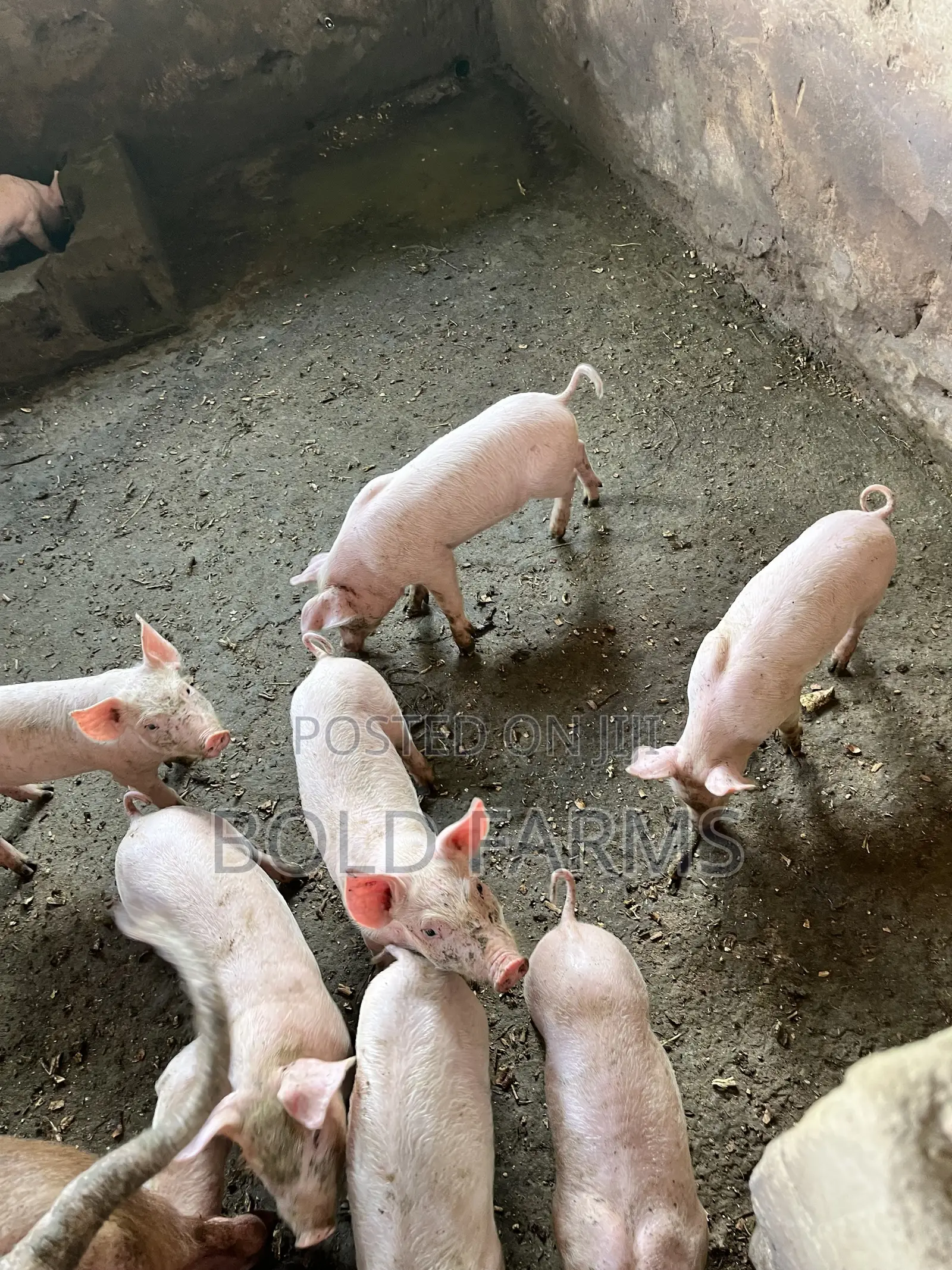 Large White Pigs