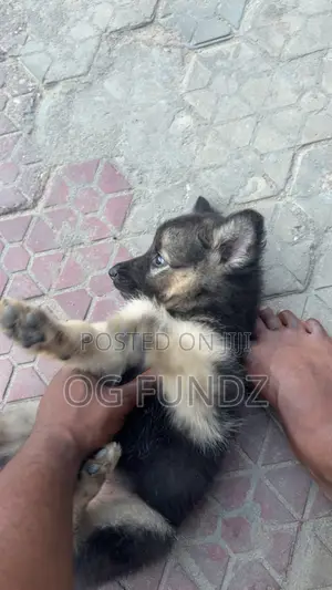 1-3 months Female Purebred German Shepherd