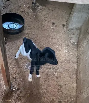 Local Kid Baby (Lamb) Sheeps (Rams and Ewes) Within Days to 1year