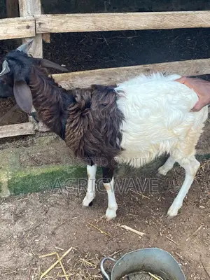 Local 9month Kid Baby (Lamb) Male Sheeps (Rams)