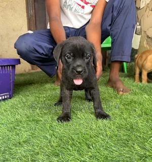 0-1 month Male Purebred Boerboel