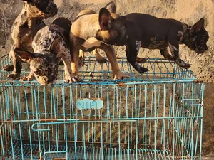 0-1 month Female Purebred French Bulldog
