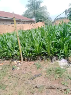 Hybrid Malaysia Supergen Palm Seedling, Banana Seedling. Sprouted