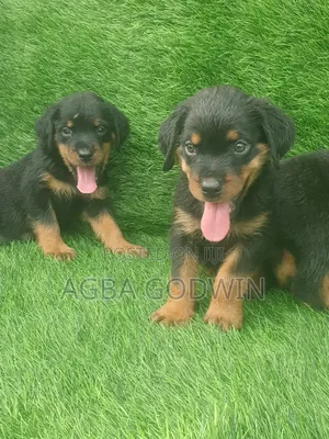 1-3 months Female Purebred Rottweiler