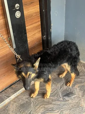 6-12 months Female Purebred German Shepherd