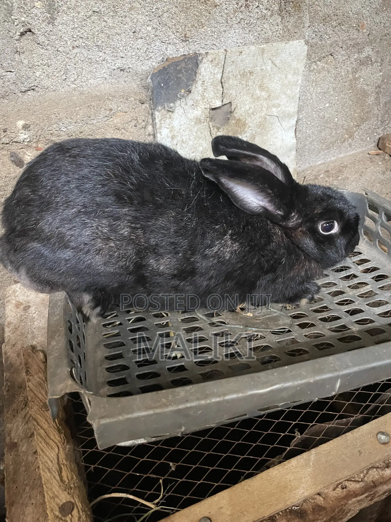 Female Rabbit Available