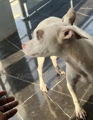 6-12 months Female Purebred American Pit Bull Terrier