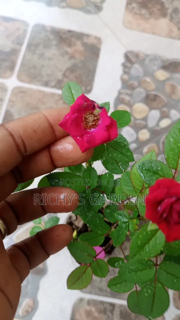 Live Red Rose Flower Plant
