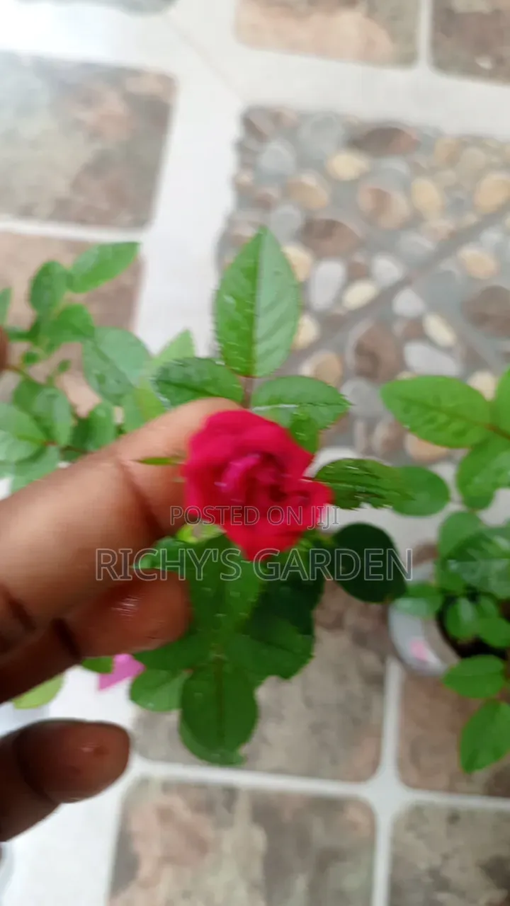 Live Red Rose Flower Plant
