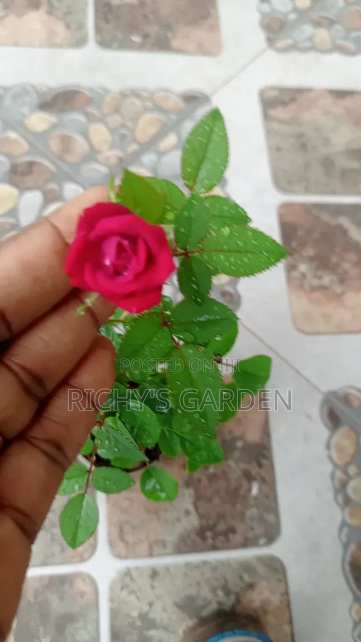 Live Red Rose Flower Plant