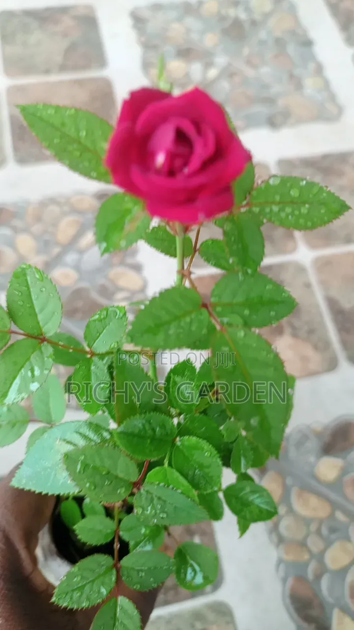 Live Red Rose Flower Plant