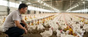 Poultry Raising Cage Layer Hens Cage Batter Cages