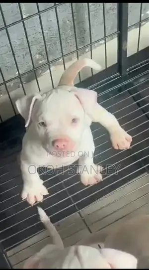 1-3 months Male Purebred American Bully