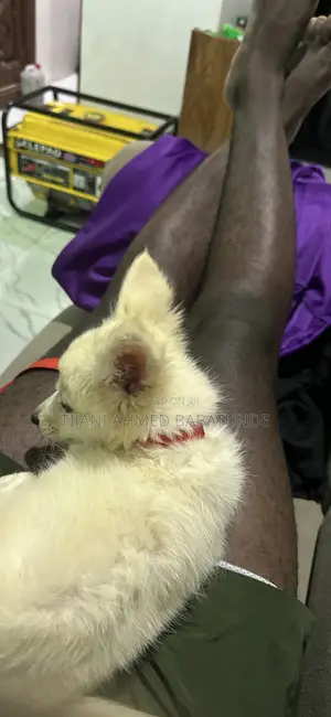1-3 months Female Purebred American Eskimo