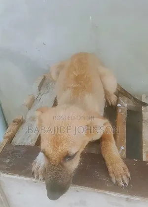 3-6 months Female Mixed Breed German Shepherd