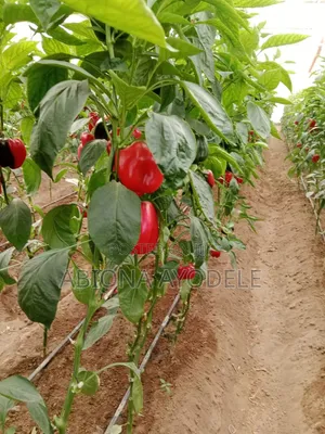 Consultant (Consulting, Setting Up of Farms(Crops and Livestock)