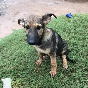 3-6 months Female Purebred German Shepherd