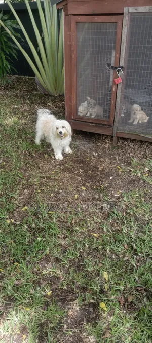 1-3 months Female Purebred Lhasa Apso