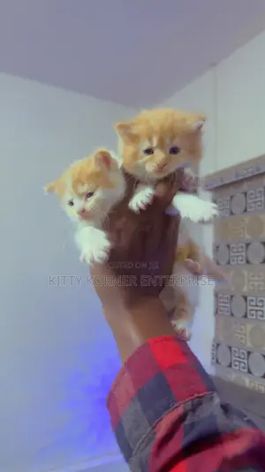0-1 month Female Purebred Turkish Angora