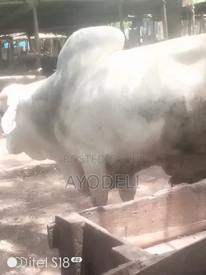Pig for Sell
