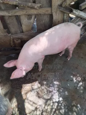 Cow for Sell
